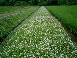 ヒメイワダレソウの花があぜ道に咲きました